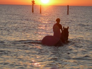 Wasserpferd in der Ostsee auf Fehmarn