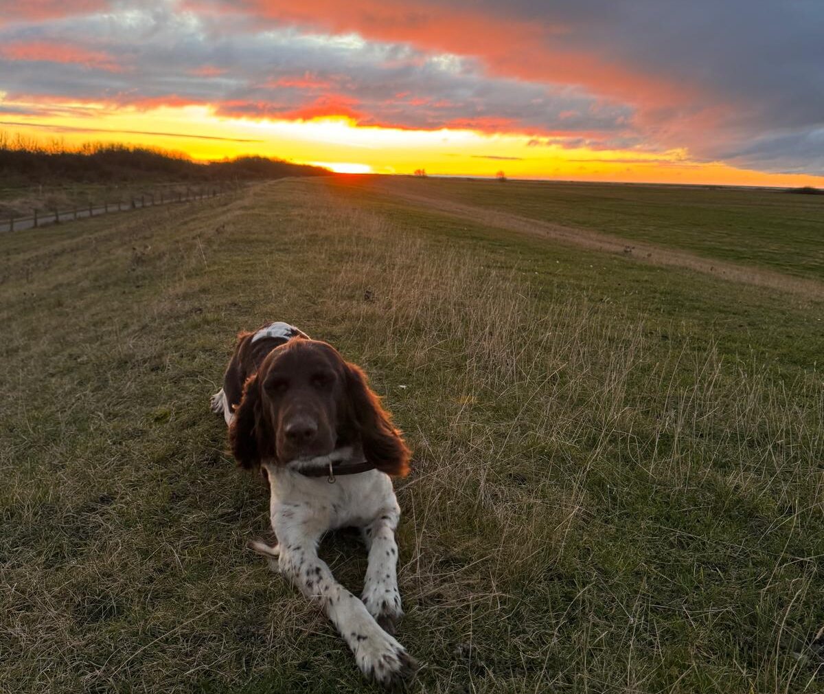 Ferienwohnung mit erlaubten Hunden auf der Insel Fehmarn beim Bauernhof Weiland