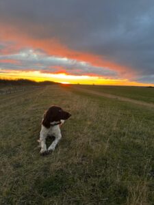 Urlaub mit Hund auf der Insel Fehmarn beim Bauernhof Weiland in Bojendorf